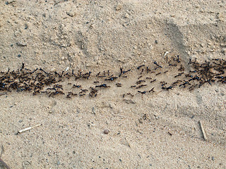 Image showing Driver Ants
