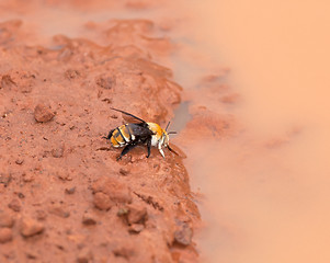 Image showing Gambia Bee