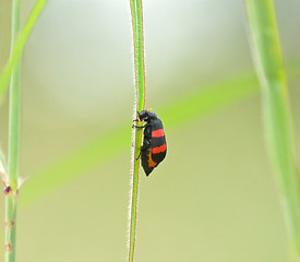 Image showing Two-banded Blister-beetle