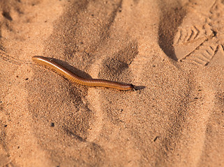 Image showing Giant Millipede