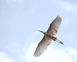 Image showing Great White Egret in flight