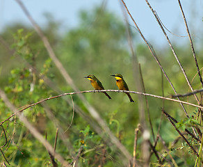 Image showing Little Bee-eaters