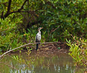 Image showing Long-tailed Cormorant