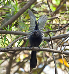 Image showing Northern Black Flycatcher