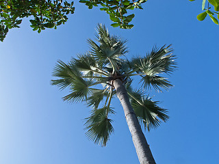 Image showing Rhun Palm against sky