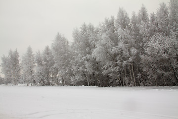 Image showing Winter wood