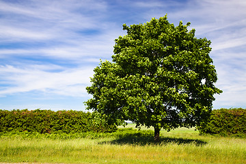 Image showing Green maple