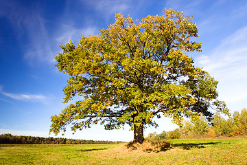 Image showing Oak (autumn)