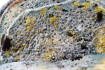 Image showing Mold on bread