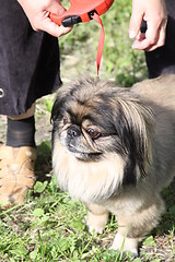 Image showing Pekingese Dog