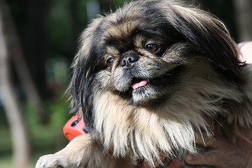 Image showing Pekingese Dog