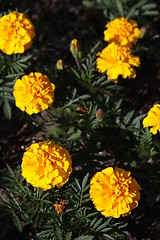 Image showing Marigold Flowers