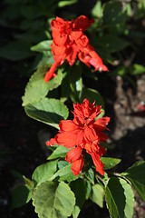 Image showing Red Hibiscus Flowers 