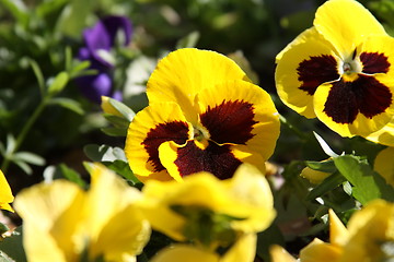 Image showing Primrose Flowers 
