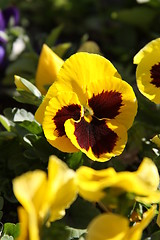 Image showing Primrose Flowers 