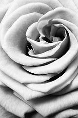 Image showing white rose