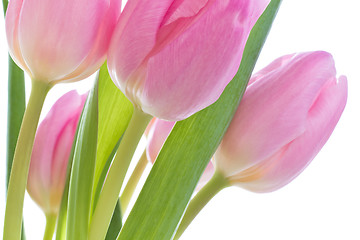 Image showing pink tulips