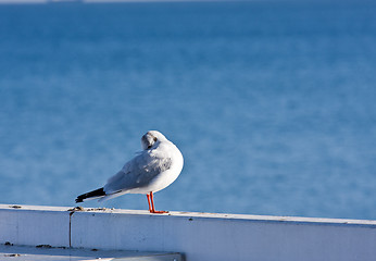 Image showing seaguls at pier