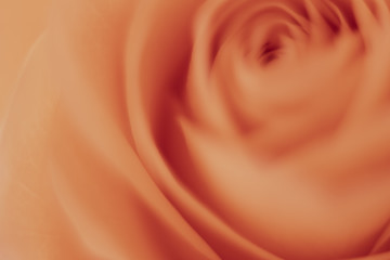 Image showing orange rose macro