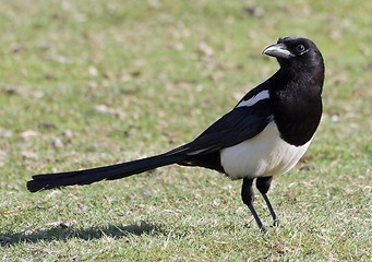 Image showing Black-billed Magpie