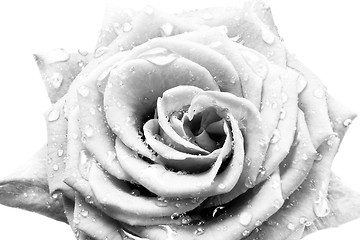 Image showing white rose