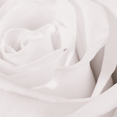 Image showing white rose close up