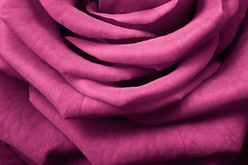 Image showing pink rose