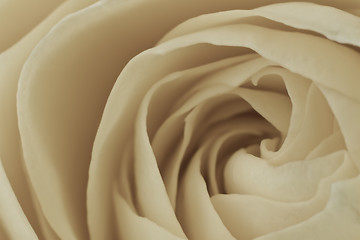 Image showing white rose macro