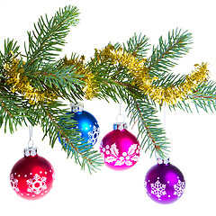 Image showing christmas balls on spruce branch