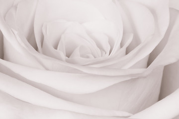 Image showing white rose close up