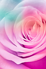 Image showing multicolor rose