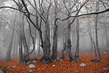 Image showing misty forest