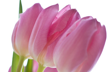 Image showing pink tulips