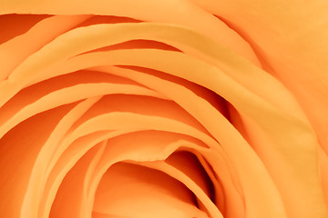 Image showing orange rose close up