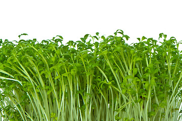 Image showing cress isolated