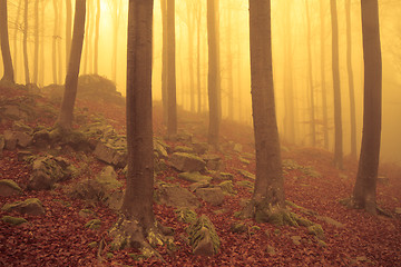 Image showing misty forest