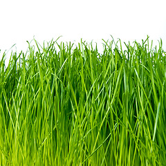 Image showing green grass