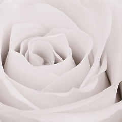 Image showing white rose close up