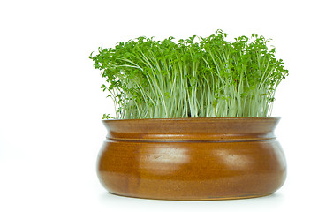 Image showing cress isolated