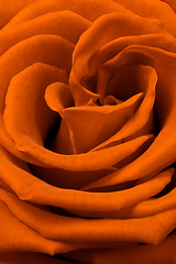 Image showing orange rose