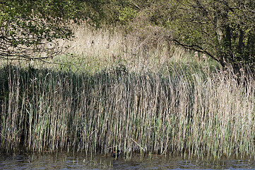 Image showing grasses in water