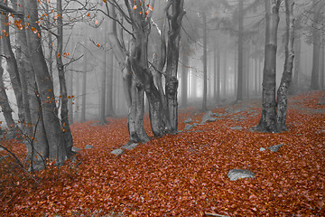 Image showing misty forest