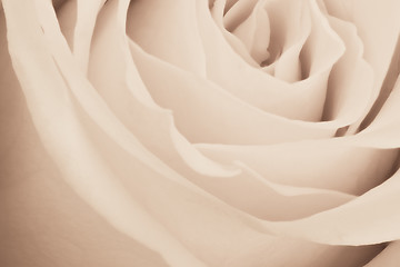 Image showing white rose close up