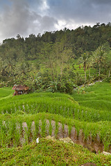 Image showing rice fields in Bali, Indonesia