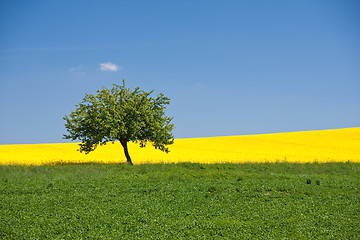 Image showing rape field