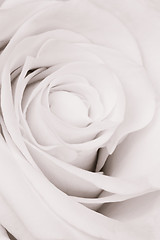 Image showing white rose close up