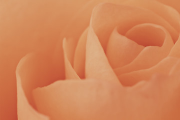 Image showing orange rose macro