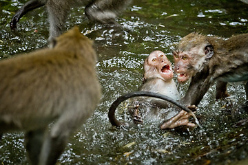 Image showing Monkey (Macaca fascicularis)