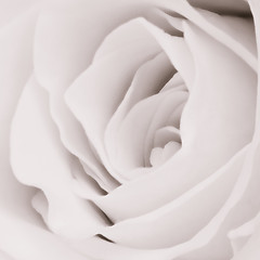 Image showing white rose close up