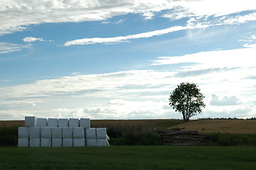 Image showing Grass stacks stored for the winter